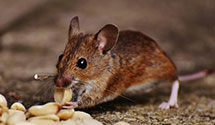 24 Hour & Emergency Exterminators in Blountsville, AL